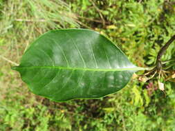 Palaquium ellipticum (Dalzell) Baill. resmi