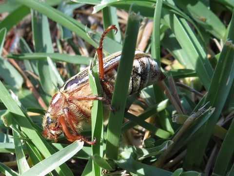 Image of Ten-lined June Beetle
