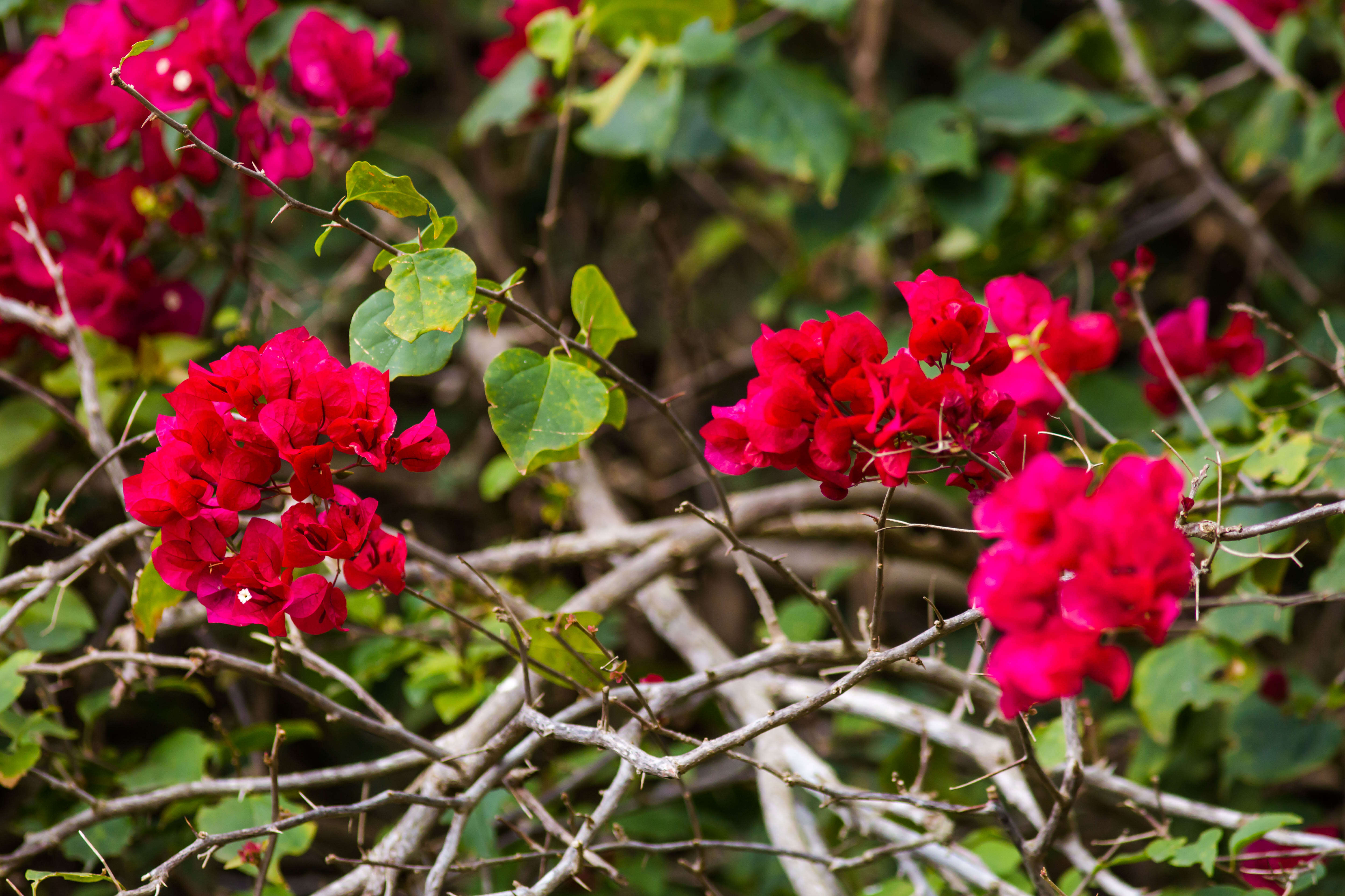 Image of bougainvillea