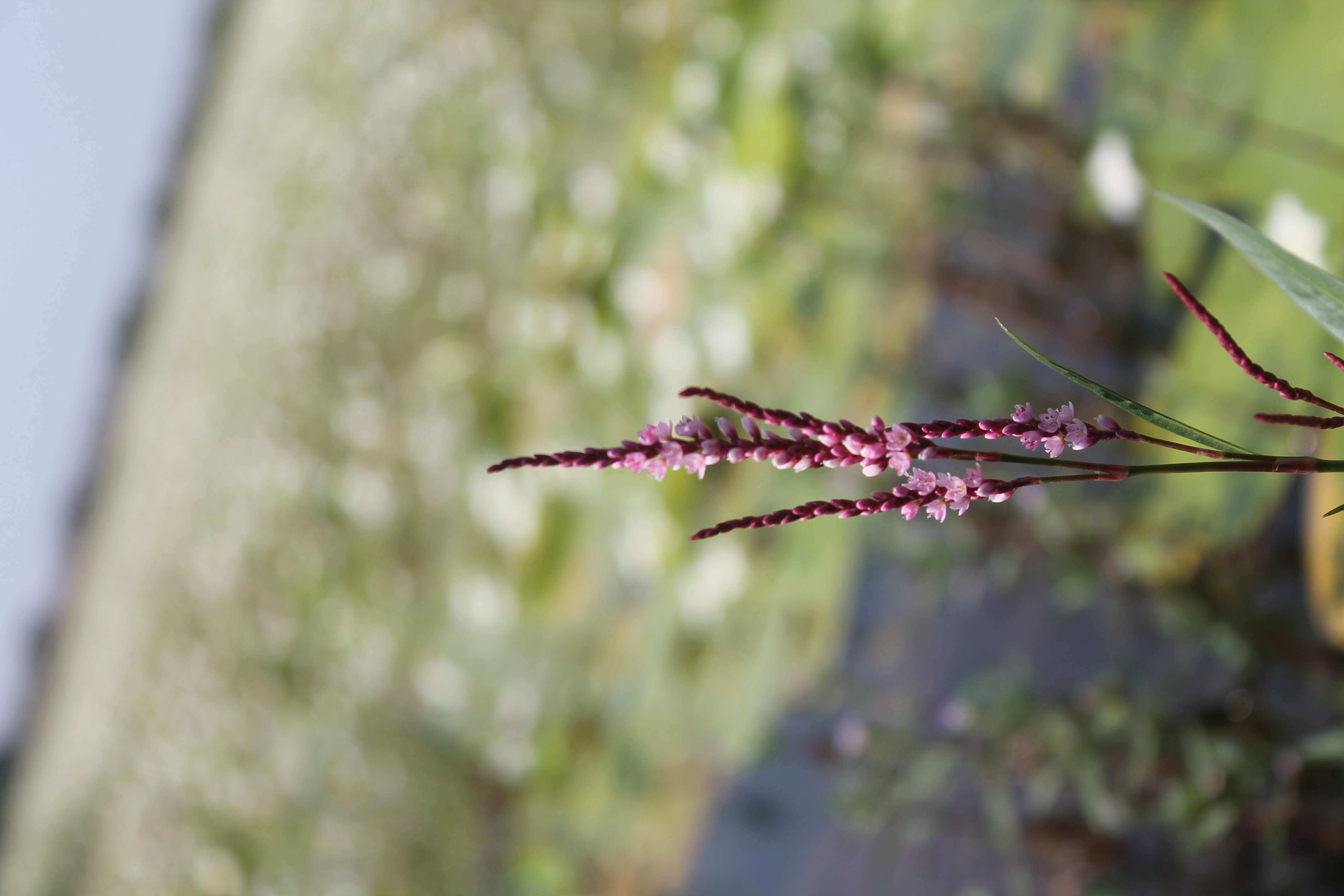 Image of Smooth Smartweed