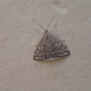 Image of Beet Webworm Moth