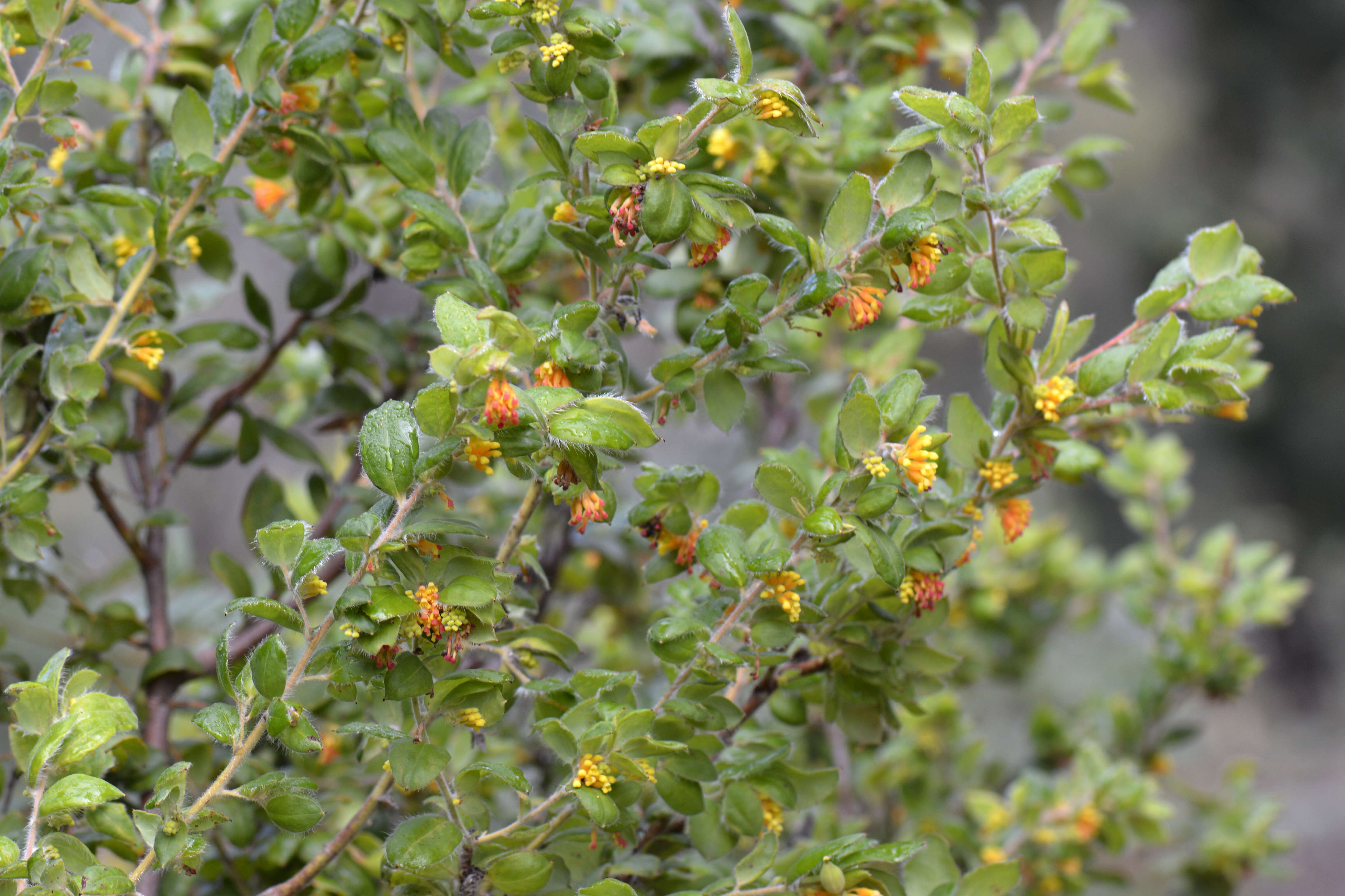 Image of Silky-oak