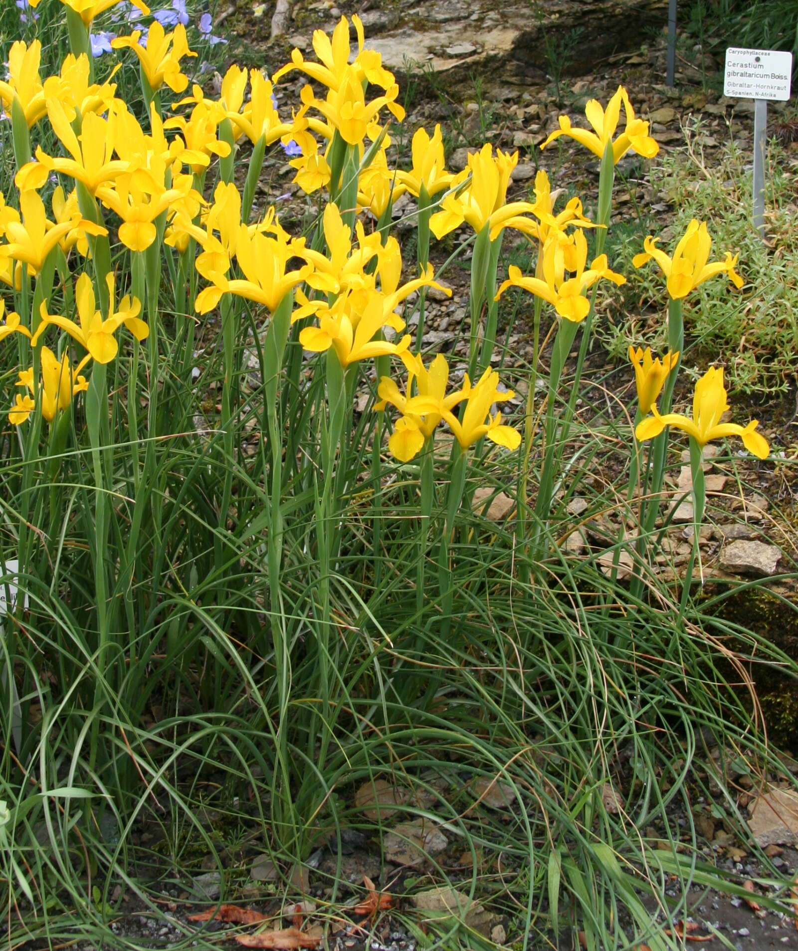 Image of Spanish iris