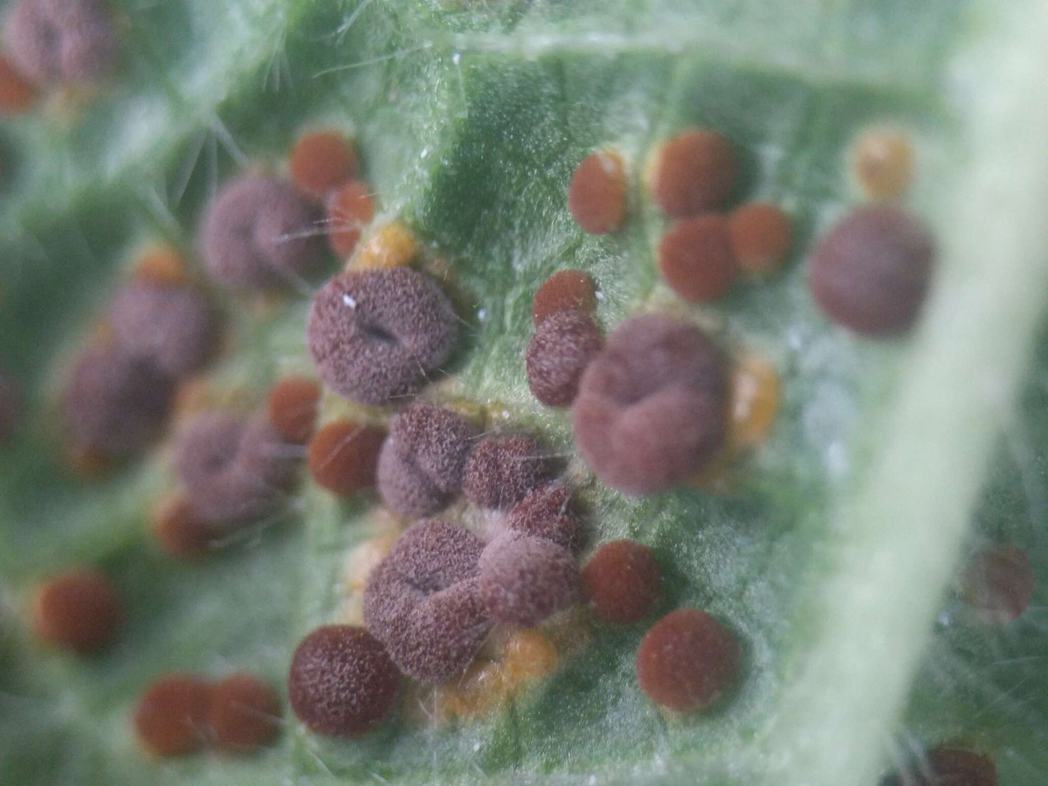 Image of Puccinia malvacearum Bertero ex Mont. 1852