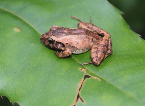 18.https www inaturalist org photos 2253043.580x360