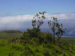 Plancia ëd Dracaena rockii (H. St. John) Jankalski