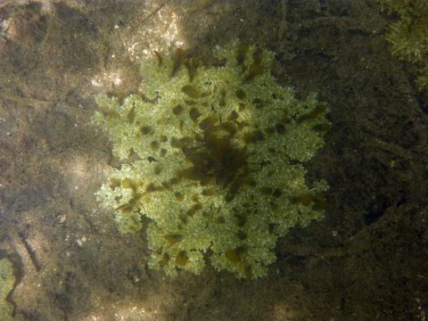 Image of cabbage-head jellyfish