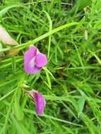 Image of Common Vetch