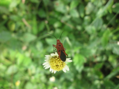 18.https www inaturalist org photos 2254534.580x360