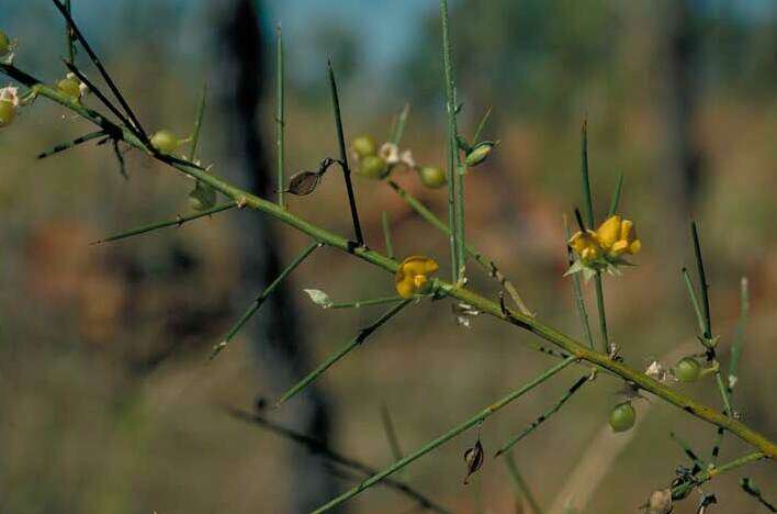 Image of Yellow Broom