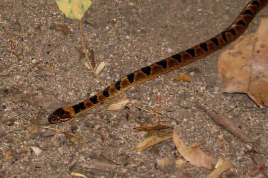 18.https www inaturalist org photos 2255811.580x360