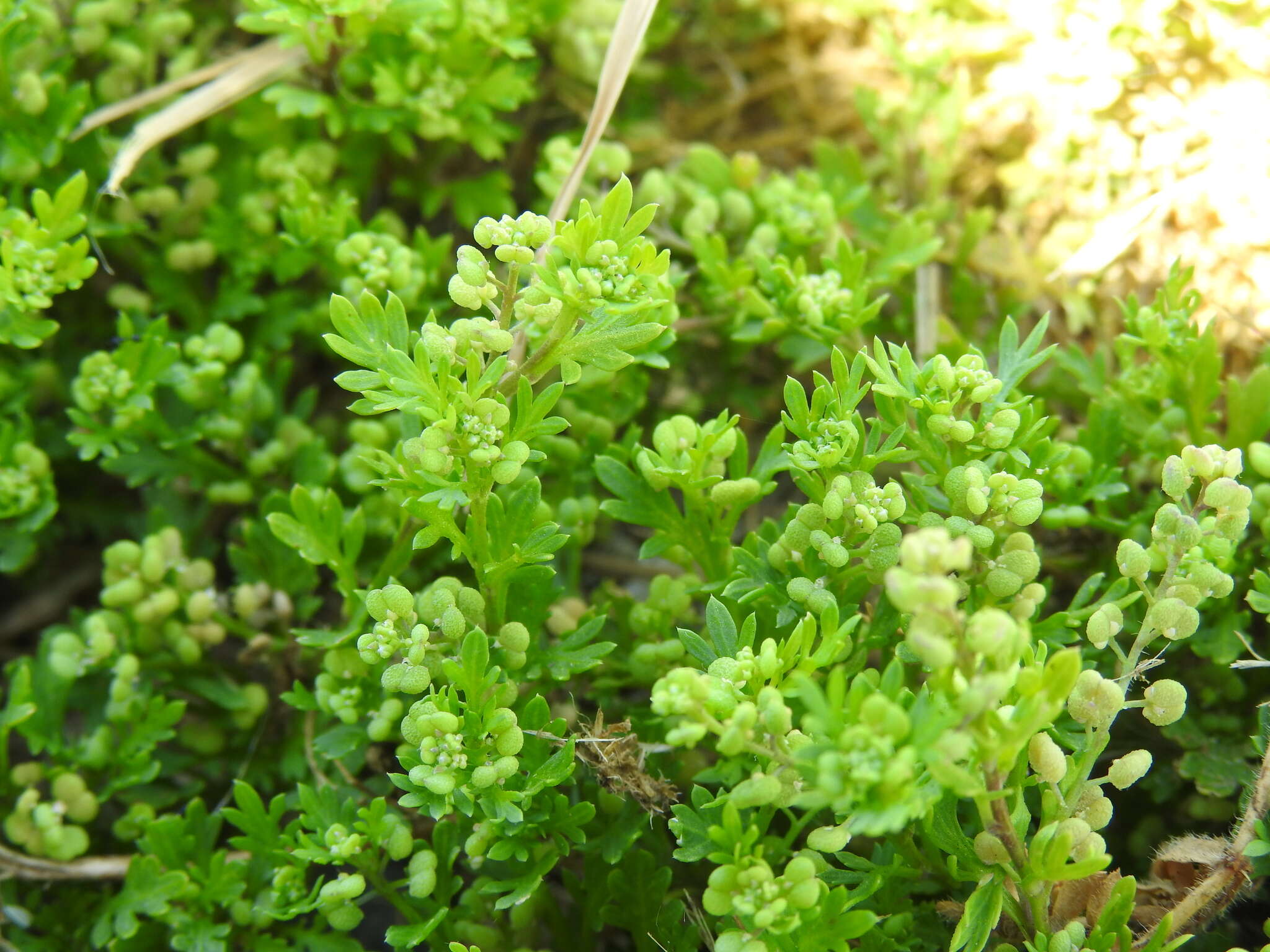 Image of Lesser swine-cress