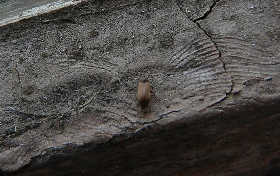 Image of Furniture beetle