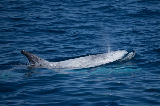 18.https www inaturalist org photos 2258667.580x360