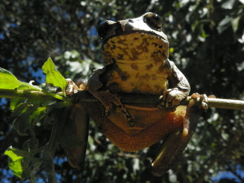 18.https www inaturalist org photos 2259554.580x360