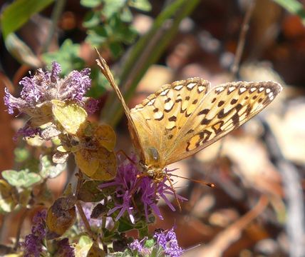 Image of Coronis Fritillary
