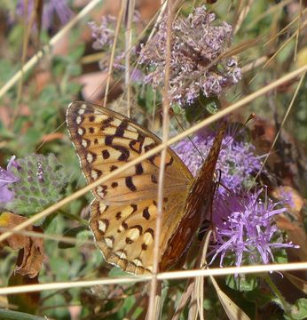 Image of Coronis Fritillary