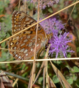 Image of Coronis Fritillary