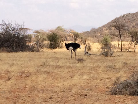 Image of Somali Ostrich