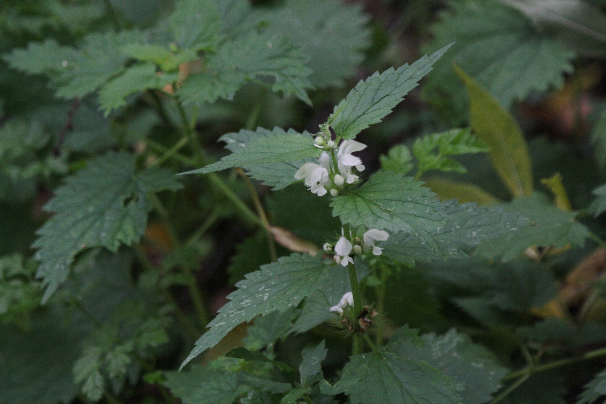 Image of <i>Lamium album</i>