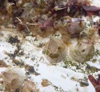 Image of bay barnacle