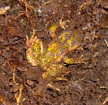18.https www inaturalist org photos 2262643.580x360
