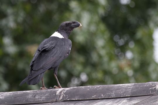 Image of White-necked Raven