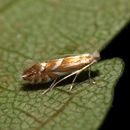 Image of Nut-Leaf Blister Moth