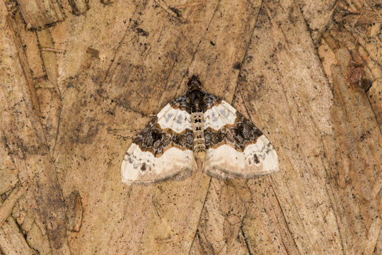 18.https www inaturalist org photos 2265560.580x360