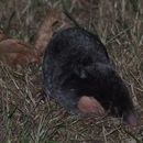 Image of common mole, european mole