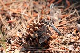 Image of Chalk-fronted Corporal