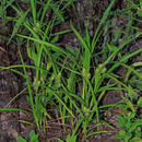 Image of <i>Carex frankii</i>