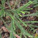 Image of Dacrydium