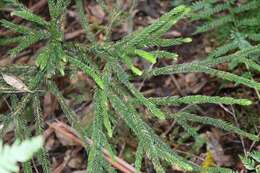 Image of Dacrydium