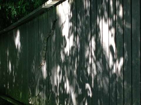 Image of Timber Rattlesnake