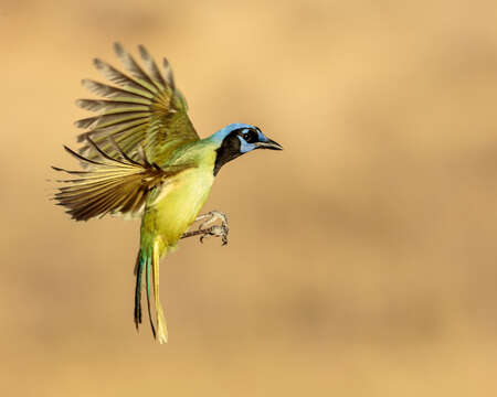 Image of Green Jay