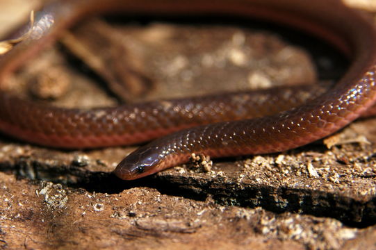 18.https www inaturalist org photos 2268210.580x360