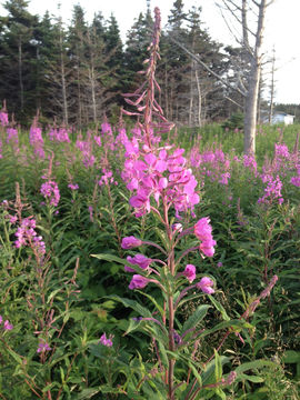 Image of <i>Chamerion angustifolium circumvagum</i>
