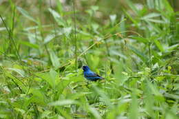 Image of Indigo Bunting