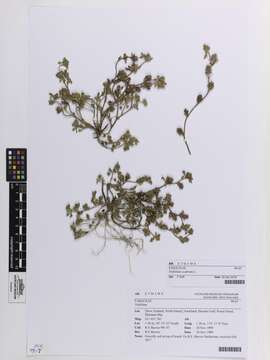 Plancia ëd Trifolium