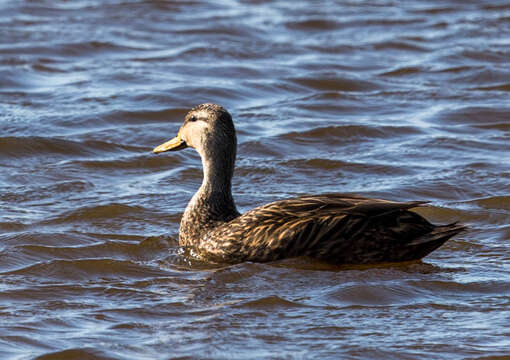 Image de Canard brun