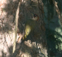 Image of Eurasian green woodpecker
