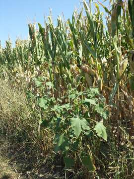 Imagem de Xanthium orientale L.