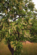 Image of Broad-leave beech