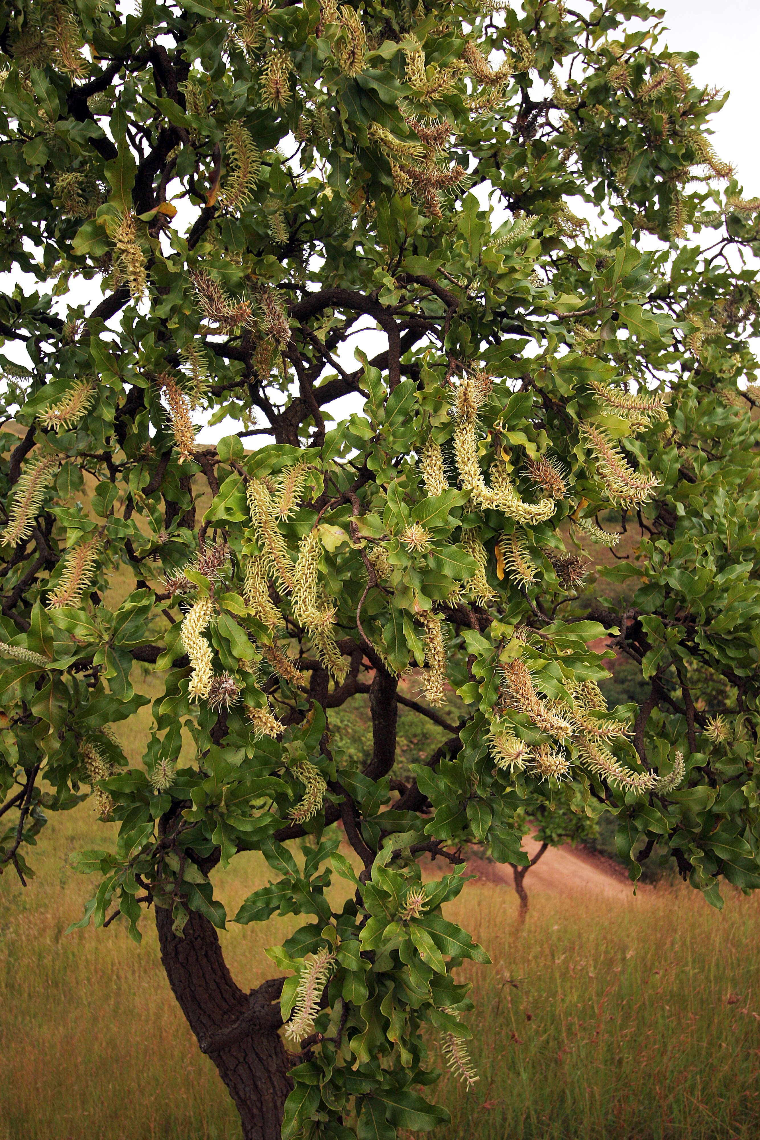 Image of Broad-leave beech