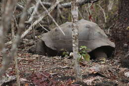 Image of Sierra Negra giant tortoise