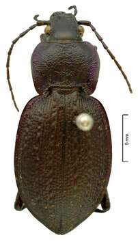 Image of true ground beetle genus