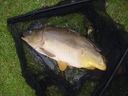 Image of <i>Cyprinus <i>carpio</i></i> carpio