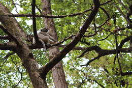 Image of Gray Langur