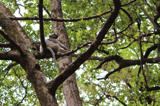 Image of Gray Langur